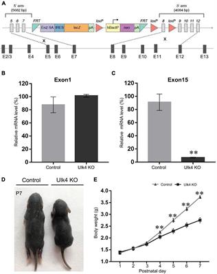 Ulk4, a Newly Discovered Susceptibility Gene for Schizophrenia, Regulates Corticogenesis in Mice